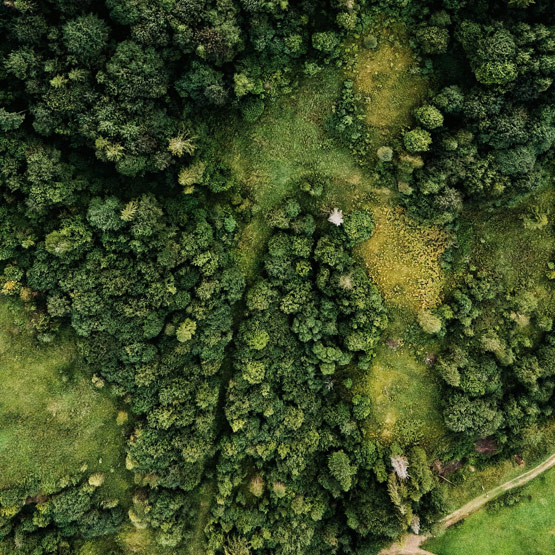 Bestattungsarten: Naturbestattung