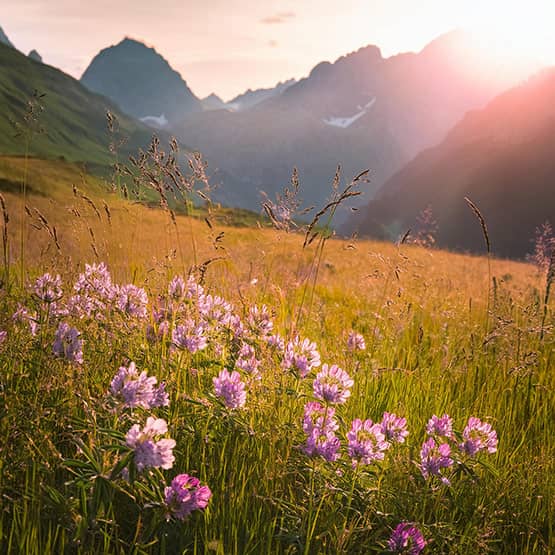 Bestattungsarten: Wiesenbestattung